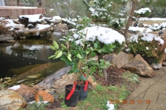 Citrus trees, sprayed with Blue Gold™ Base Blend, shown in a North Carolina snowstorm in March. They also lived through 15 days of below freezing temperatures and had no damage from the freezing temperatures.
