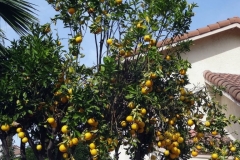 (1/2) A Blue Gold™ user sprayed the visible half of his neighbors citrus tree. "My neighbor’s orange tree was infested with whiteflies and black sooty mold. This is what happened after receiving overspray of three Blue Gold™ applications!”