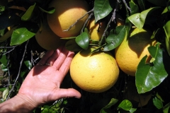 Drought resistant California grapefruit, perfect and pest and disease free, grown in High Desert Alpine, California with Blue Gold™.