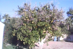 Underproducing citrus cured and fruit drop reduced on the Blue Gold™ Program. This Arizona citrus tree normally produced 9 oranges or less. The tree was sprayed with Blue Gold™ for 4 weeks about 8 months prior to this picture. This tree in this picture now is sporting over 200 beautiful disease free oranges!