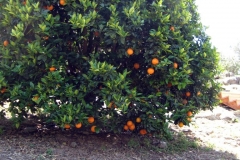 (1/4) High Desert Alpine, California garden grows massive perfect oranges in the middle of drought and water restrictions with the use of Blue Gold™ Base Blend.