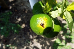 Citrus Canker Curing on the Blue Gold™ Program.