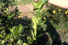 (2/2) This photo shows the complete eradication of white fly on this citrus tree after only one application of Blue Gold™.