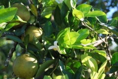 Florida Citrus grove on the Blue Gold™ Program being revived from death.