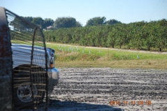 Florida Citrus grove on the Blue Gold™ Program being revived from death.