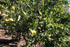 (2/3) This lemon tree is experiencing healthy fruit without fear of severe pest and diseases.