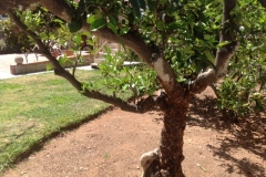 (1/2) A dying citrus tree gets one application of Blue Gold™ and gets blooms!