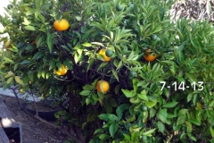 (1/5) California Citrus tree recovered from leaf miner and greening quickly with Blue Gold™ treatments.