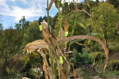 (1/10) What you see here is a split corn stalk from a single seed, which produced numerous ears of corn. Each yellow tag represents where an ear of corn was harvested. This corn stalk went unnoticed during its season, and with no attention or product application, this corn stalk produced NINE ears of corn!