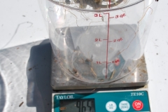 (5/10) The Blue Gold™ root mass weighed a massive 965 grams.
