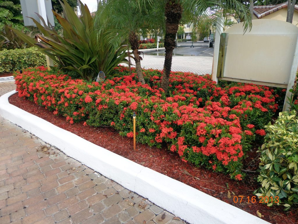 This is a 12-acre Commercial property in Florida. Blue Gold™ enabled the Condo development to reduce its massive budget for fertilizer, and achieve even more blooms using Blue Gold™ Base Blend. This is a shot of Blue Gold™ florals. Blue Gold™ does impressive things for promoting massive blooms.