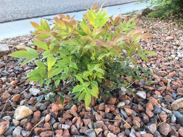 “The new Nandina is taking well. In one day!!!!” -George Reymer