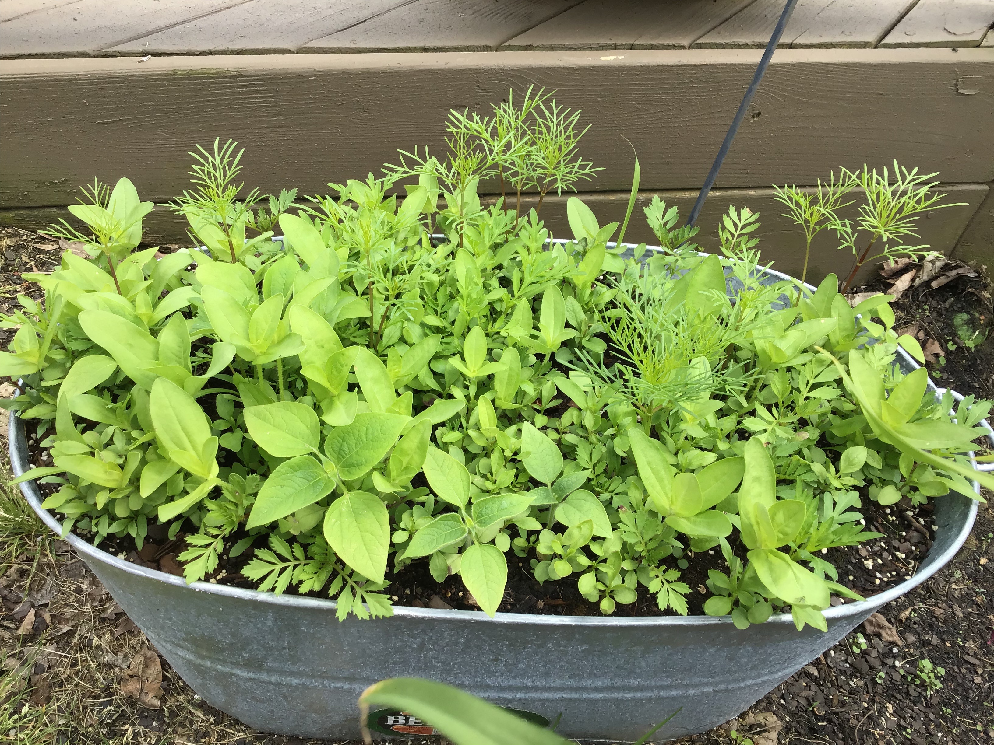 (1/2) “Wildflowers! I planted the seeds on Easter afternoon and here is an update on 5/14/19. I root soaked and foliar sprayed with Blue Gold™ Hydro and Super Carb!” -Amy Carraway