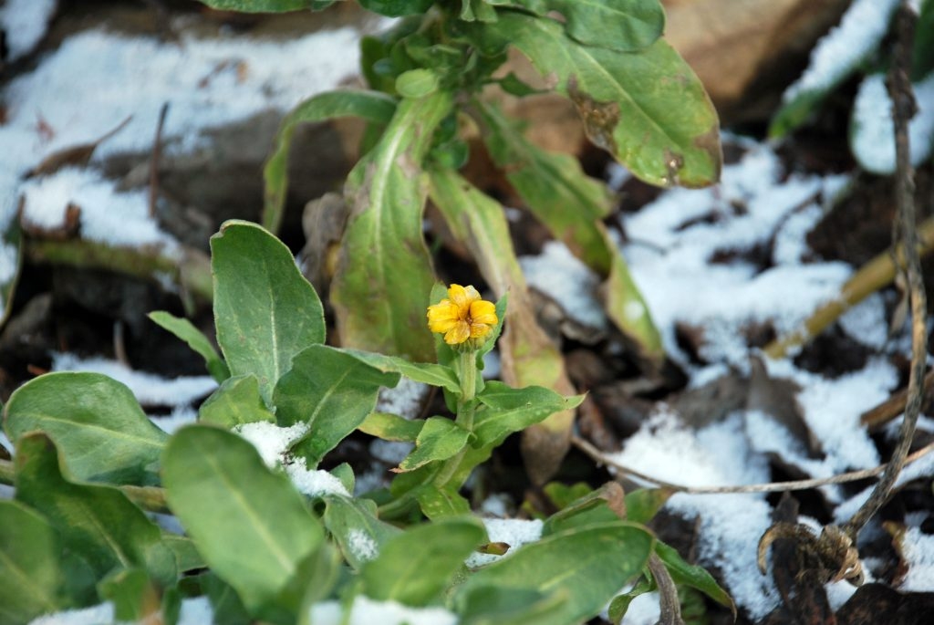 (5/6) This Marigold is an annual plant and should be dead after the first frost. Here it is, in the snow, still blooming. Blue Gold™ Base Blend gains winter proofing benefits to growers.