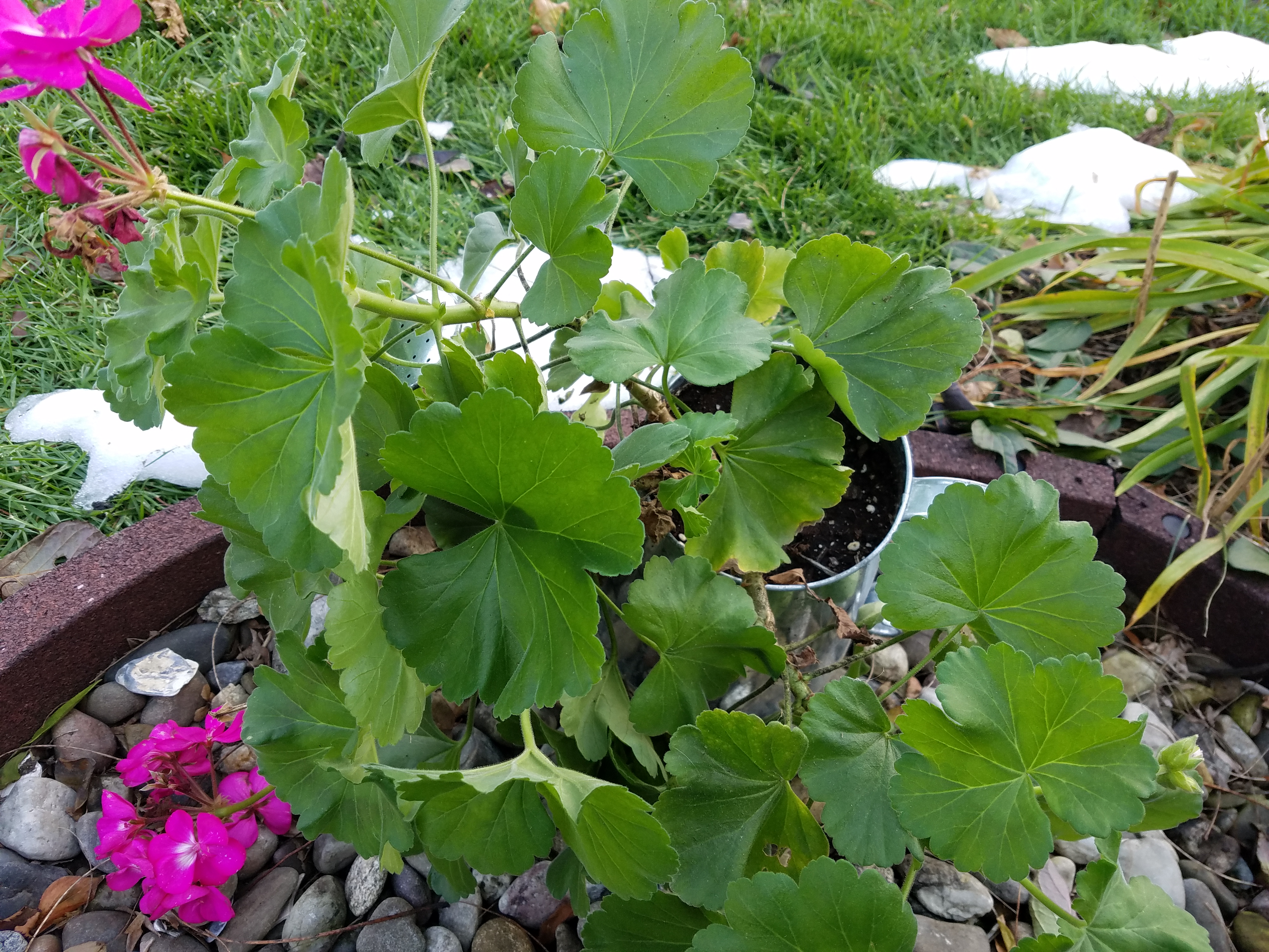 (1/2) “Been treating this Geranium all summer with foliar and root watering 1x per every few weeks. Check it out.. Nov. 11th in the New Jersey Fall with heavy frosts already...still blooming and going strong. I’m testing to see how long it goes. Blessings.” -Brian