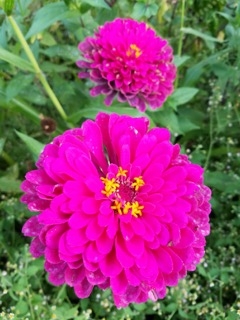 (1/3) "Hi James, I stopped watering my zinnia patch about 4 weeks ago.