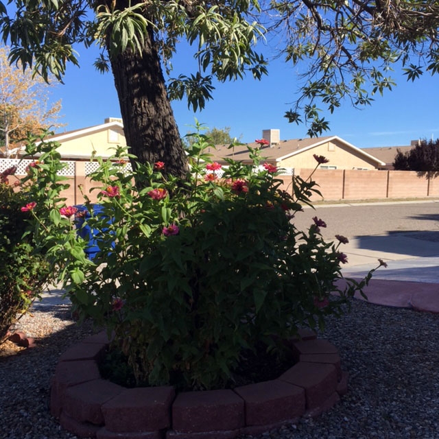 (2/3) These zinnias are blooming and growing tall in late December in New Mexico. Usually, zinnias quit blooming in late Fall.