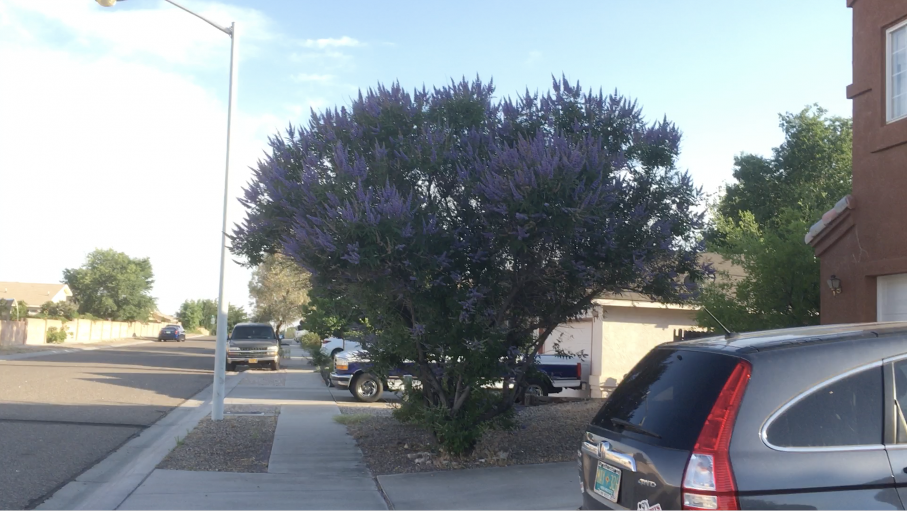 Blue Gold™ customer, George Reymer sent us this video of his Rose Bushes and Butterfly Bush, which is basically a Butterfly Tree at this point! 🦋🌹 George is based in Albuquerque, New Mexico and has no issues with heat stress on his plants using Blue Gold™!