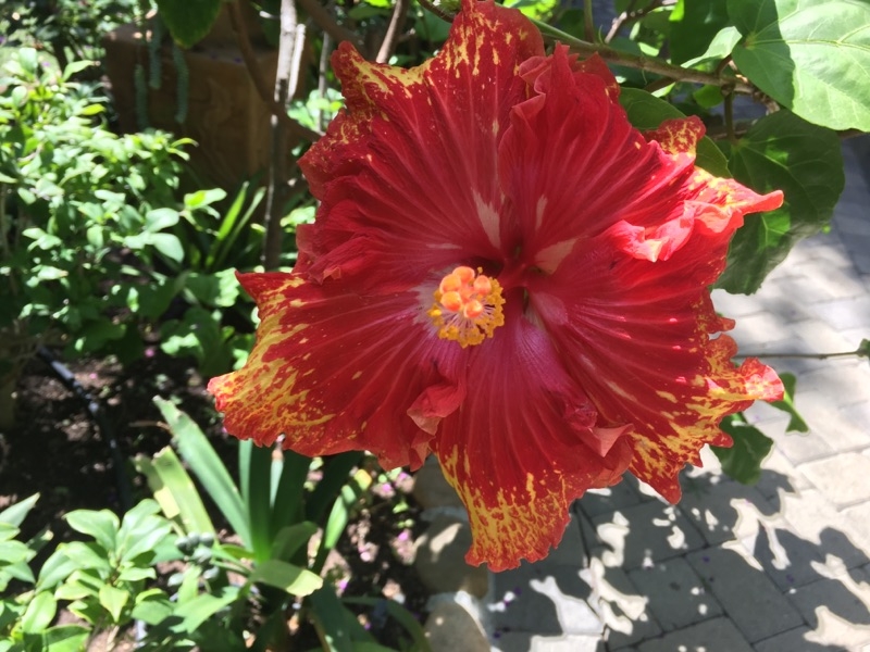 (1/6) There are a ton of Hibiscus Flowers all over the property that is in bloom in early October!