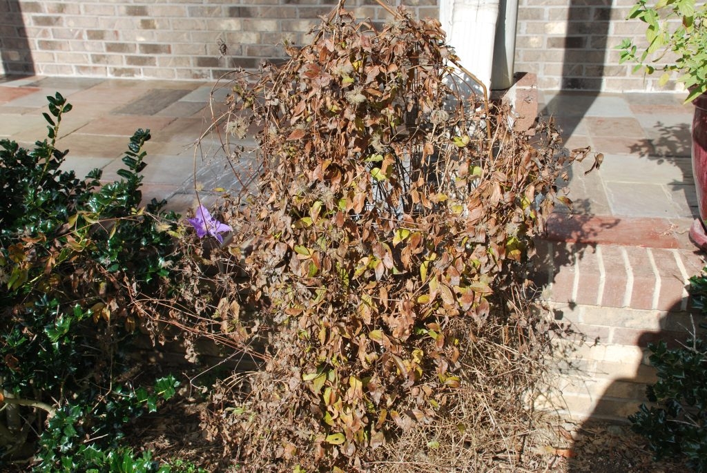 (1/4) Here is a picture of a dormant vine that is non-blooming.
