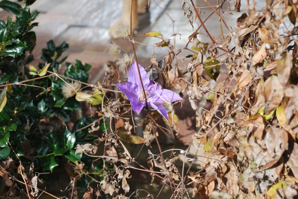 (3/4) Flowering vine after fall freezes that sent it dormant and lost all its color.