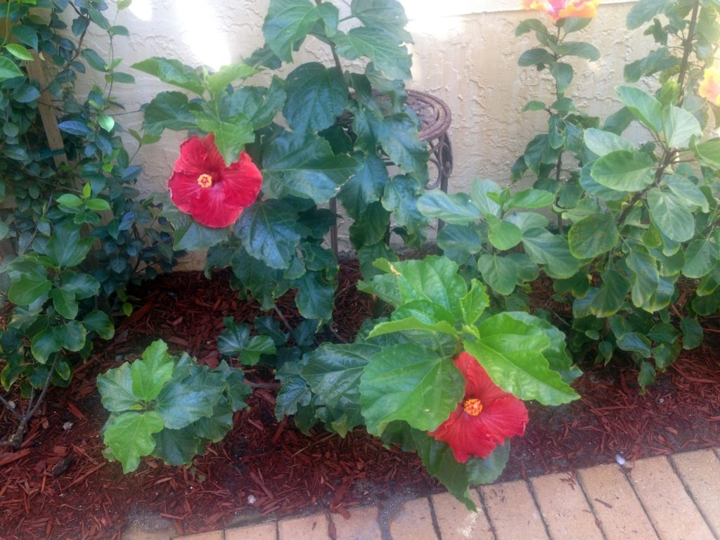 (4/4) Hibiscus is a temperamental plant. This Hibiscus has increased leaf size and has gained a quality shine as opposed to the standard dull colored leaf since being treated with Blue Gold™ Base Blend.