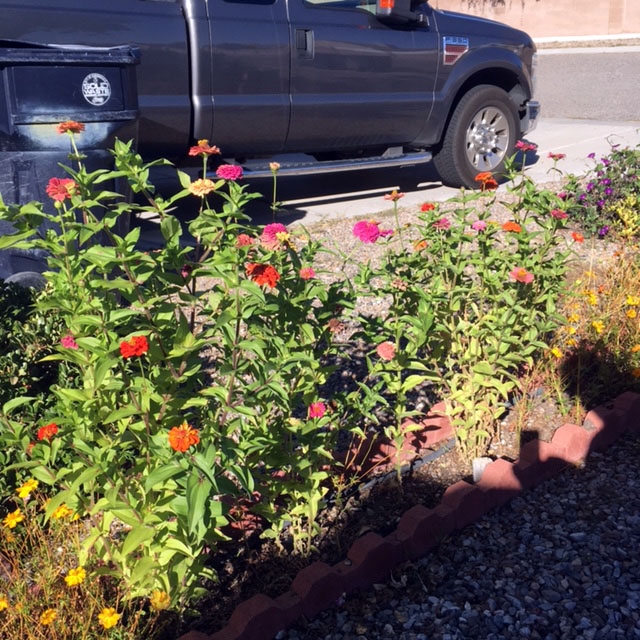 These blooms are in full vibrancy in the New Mexico winter. The customer was amazed to see the plants continually bloom all the way through December and into the next year being treated with Blue Gold™.
