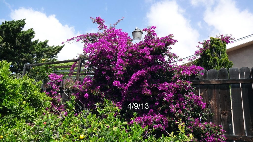(2/2) This photo shows the fantastic Bougainvillea blooms after only using a few Blue Gold™ Base applications.