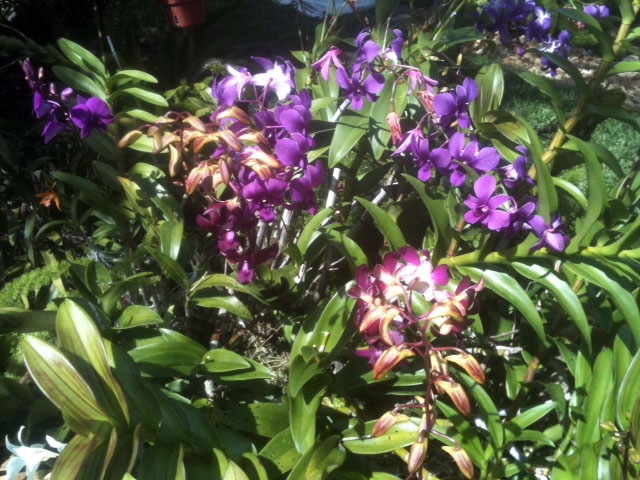 These are amazing blooms from a Blue Gold™ Orchid that a happy customer is enjoying.