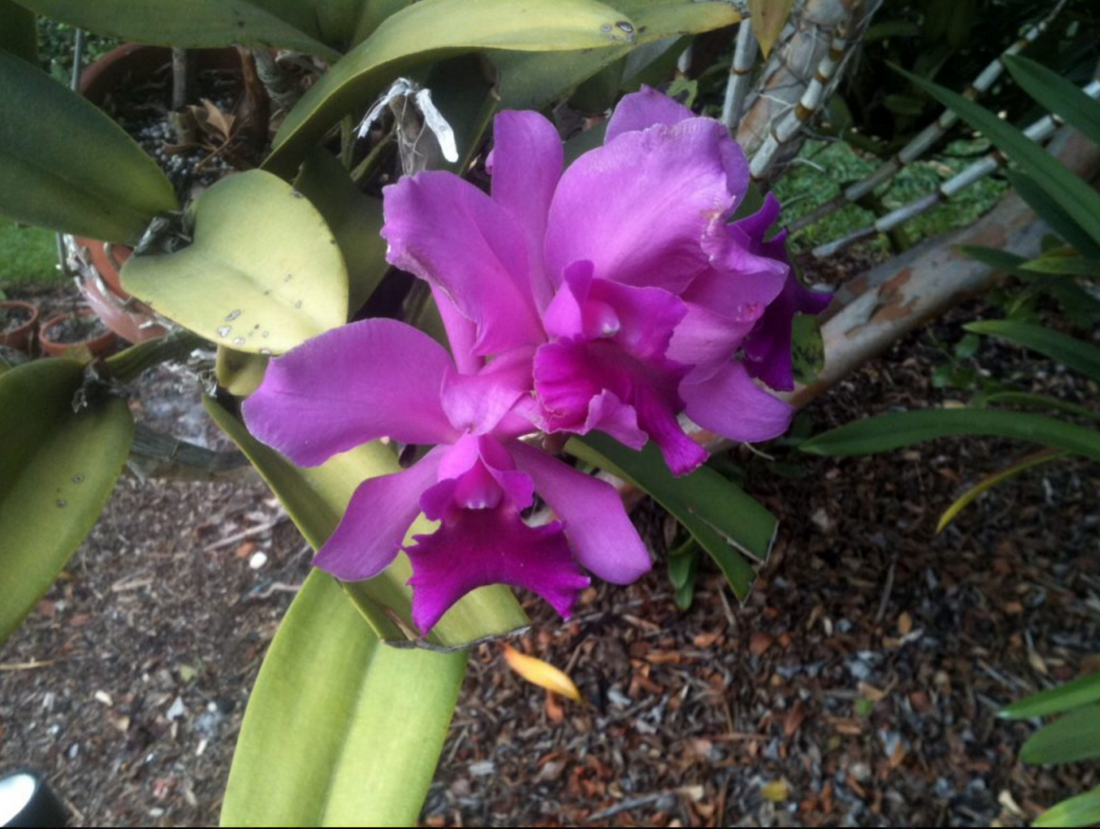 Blue Gold™ eradicated the massive Black Spot disease from these Orchids.