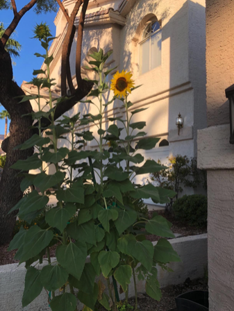 "I use this in Las Vegas, and it is helping my garden immensely!!" -Jacqueline Sanchez