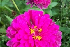 (1/3) "Hi James, I stopped watering my zinnia patch about 4 weeks ago.