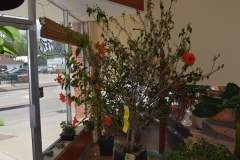 (1/2) This hydroponic store in Michigan could not get leaf growth or bloom set on this Hibiscus.