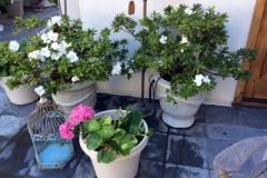 Another picture showing the second round of Azalea blooms, and a beautiful bloom on their other potted plant treated with Blue Gold™ Base.