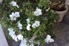 This is the second round of blooms on an Azalea bush in southern California. Typically, only one set of blooms is expected!