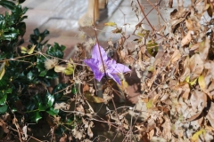 (3/4) Flowering vine after fall freezes that sent it dormant and lost all its color.