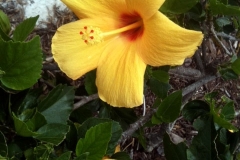 Blue Gold™ Hibiscus Flower 24 hours after Blue Gold™ Base treatment of bloom open as opposed to the standard 72 hours.