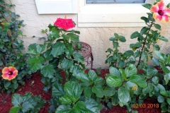 (2/4) In South Florida, this customer is super happy with their vibrant Hibiscus on their 13-acre condominium complex. Notice the vibrant blooms and the shiny, lush dark green leaves
