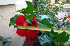 (1/4) Super Hibiscus Bloom in South Florida