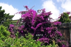 (2/2) This photo shows the fantastic Bougainvillea blooms after only using a few Blue Gold™ Base applications.