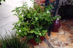 This Jasmine would not bloom, no matter what the owners tried. With the use of Blue Gold™ Base, the blooms came fast.