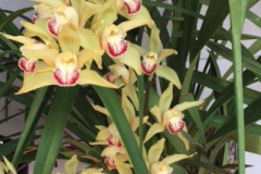 "I have 6 pots of 20 yr old cymbidium orchids. Each year I would be lucky to have 1-2 spikes of blooms from 1 of the pots, despite using traditional orchid fertilizer. I purchased Blue Gold™ for my organic potted lemon trees and container veggies. Got lazy and started using once a week on my orchids for the last 6 months. Surprisingly, I have spikes in all my cymbidium plants. One has 7." -WY