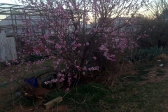 Texas grower says they have never seen this many blooms on his peach tree before use Blue Gold™ Base. After several killing touches of frost, grower said not a single bloom was lost.