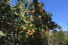(1/6) An early April fruit-set in High Desert, CA!