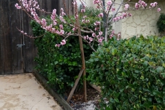 (1/5) Mike Jones’ Peach Tree in bloom 2/15/19 in CA!