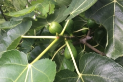 (1/5) Fig Tree in Cali - July - They are just starting to ripen. Some pretty big fruit!