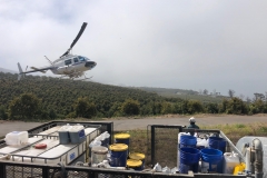 BlueGold® being applied via helicopter on Avocados at Vista Punta Gorda Ranch in California. Since being on Eden's program they have set a record yield, estimated at 300% more than ever before. No signs of any fruit drop as they keep up the pace of applications. You can see our Solutions all inside the mixing tank area.