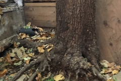 (1/3) "Also theses are pictures of my friends 60-70 year old avocado tree. It never had avocados till I sprayed about 30 gallons of BlueGold® on it about 5 years ago. Now only has small avocados not ripe yet. Tree has a-lot of root damage from dogs. Dogs now gone. This tree is in Superior, AZ in the middle of the dessert. Also huge grapefruit tree next to it. Avocado tree behind building in picture.”