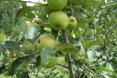 (2/2) What impressed me more was how the next tree over had large apples on the Blue Gold™ side and small apples on the opposing side.” -Janice Drumm, Bartlesville OK