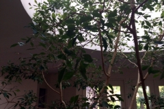 (1/4) This 30-year-old indoor ficus tree would not stop losing leaves.